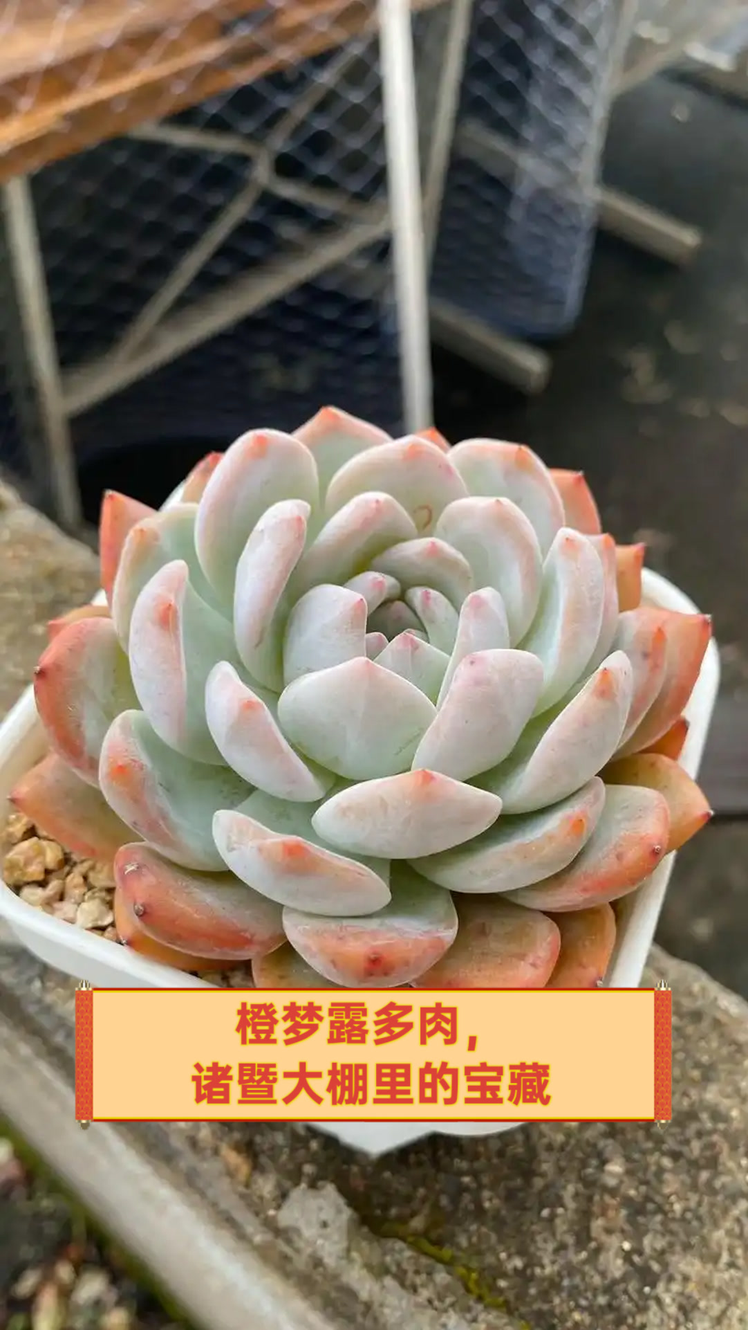 橙梦露多肉,诸暨大棚里的宝藏
