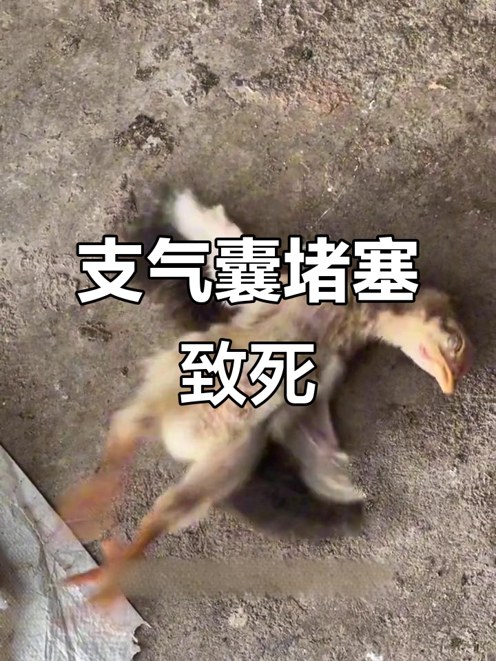 鸡挣扎几下死亡,原来是支气管堵塞惹的祸