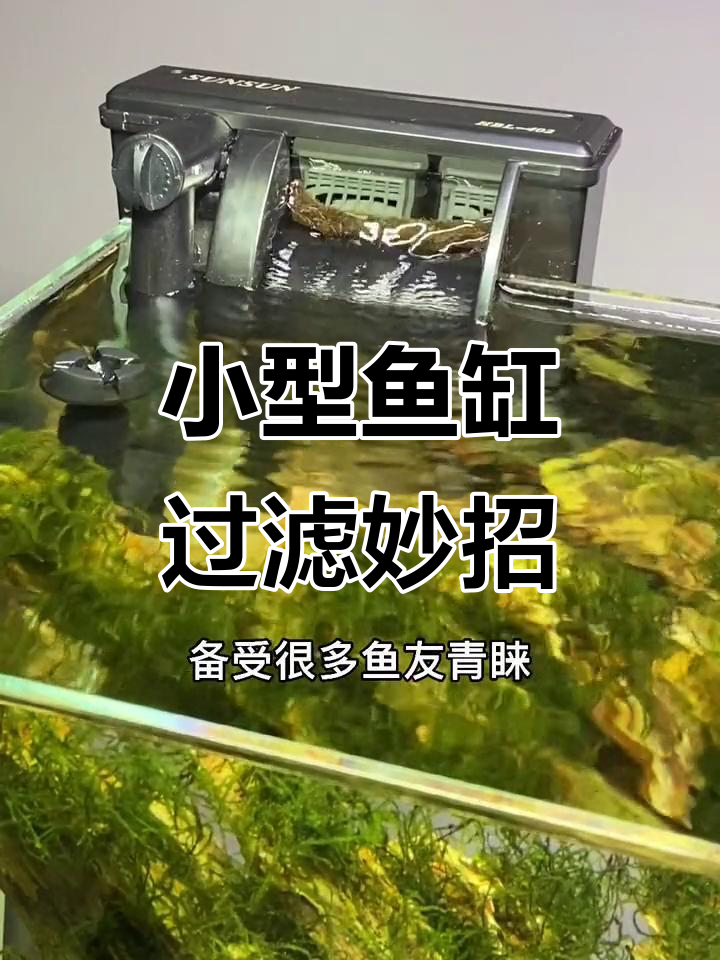 小型鱼缸过滤技巧:壁挂过滤器如何提升效果