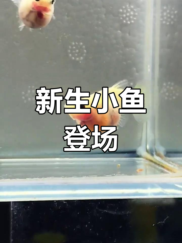 黄金玻璃猫即将产仔,孔雀鱼宝宝来啦!