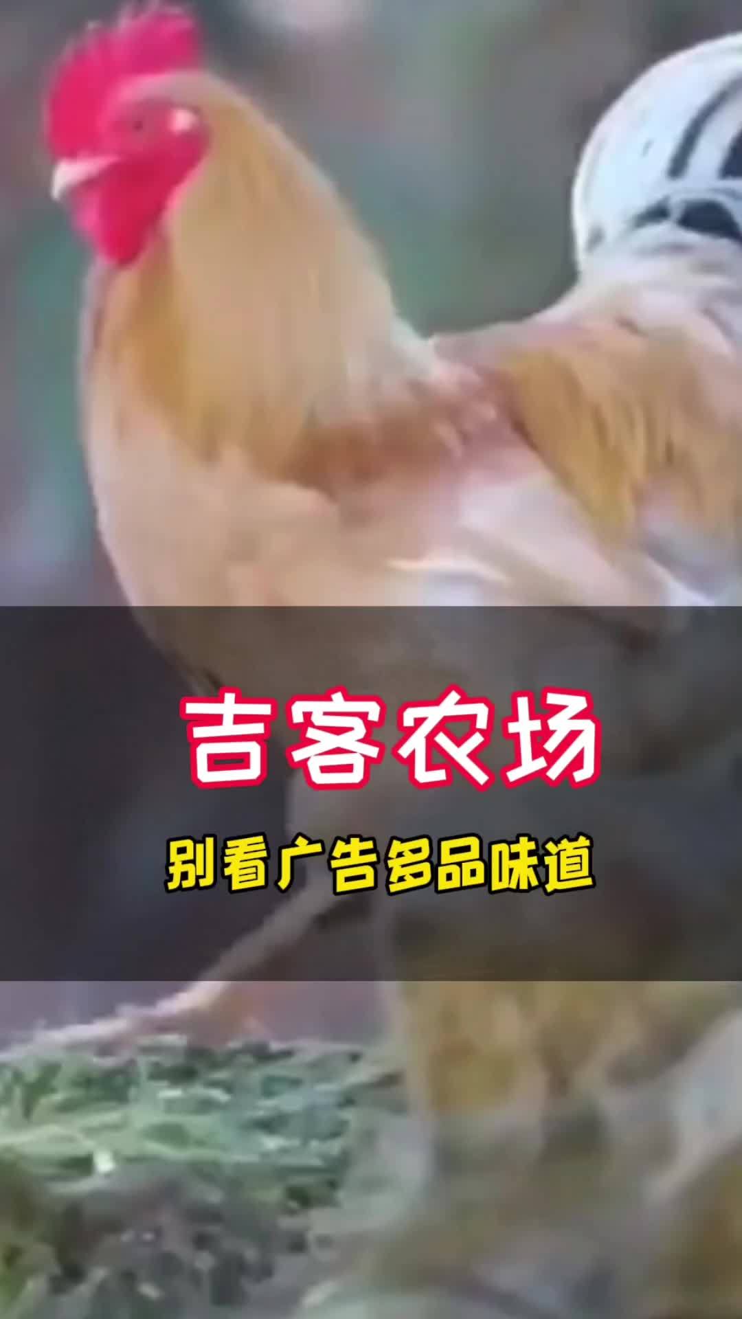 创作灵感 土鸡好不好,别看广告,自己多品味道,你不亲自吃,你怎么知道 大别山土鸡 生态散养