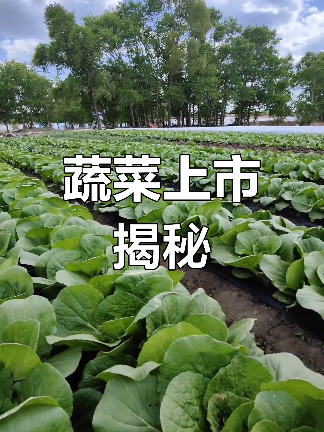 张北娃娃菜即将上市,乡村行带你探秘种植与收获全过程