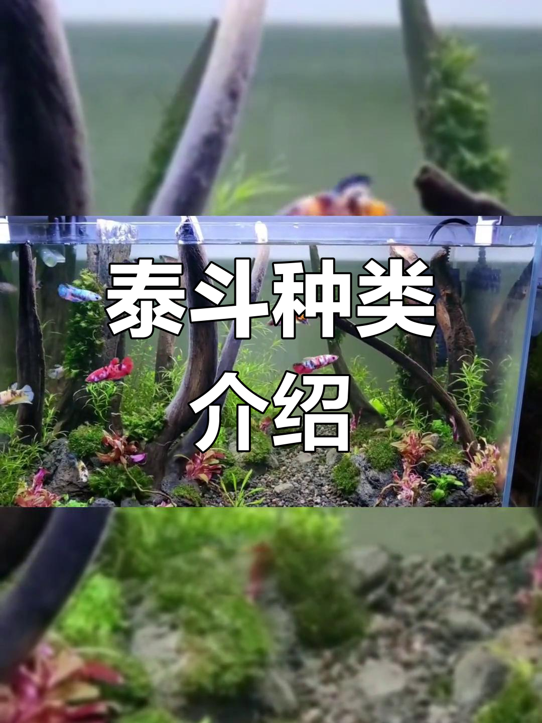 泰国斗鱼品种大揭秘