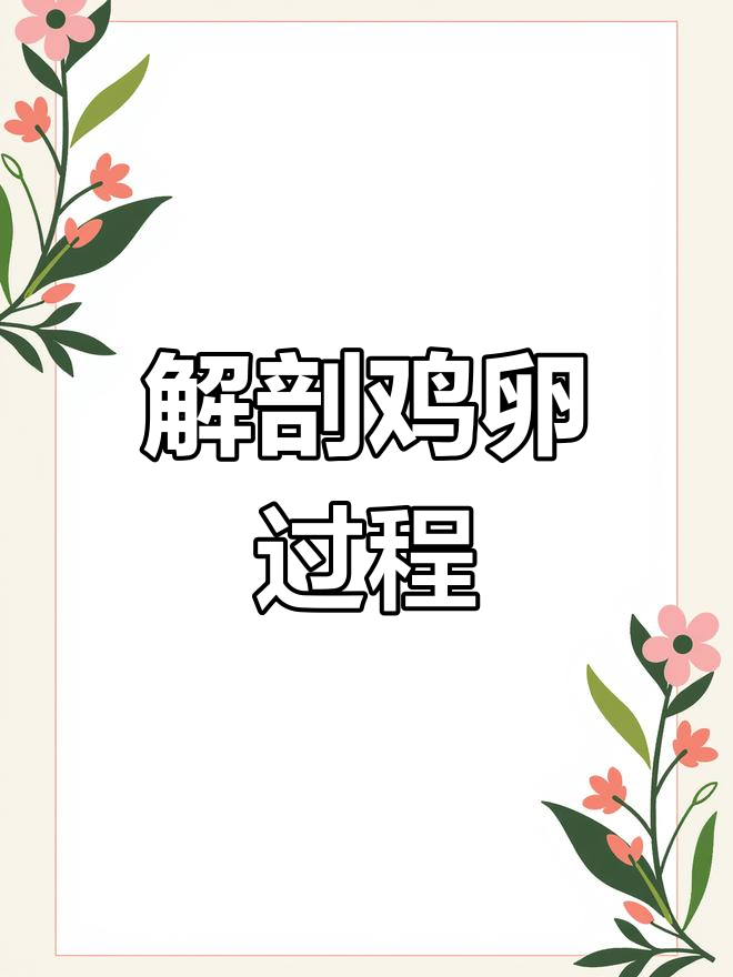 解剖鸡蛋全过程揭秘