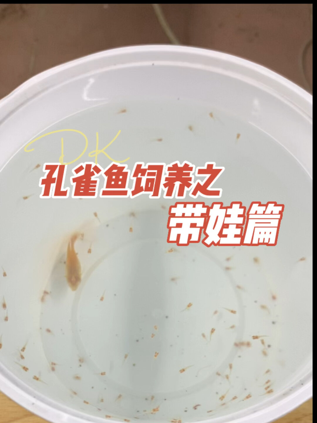 孔雀鱼生小鱼苗了怎么带,快来学学