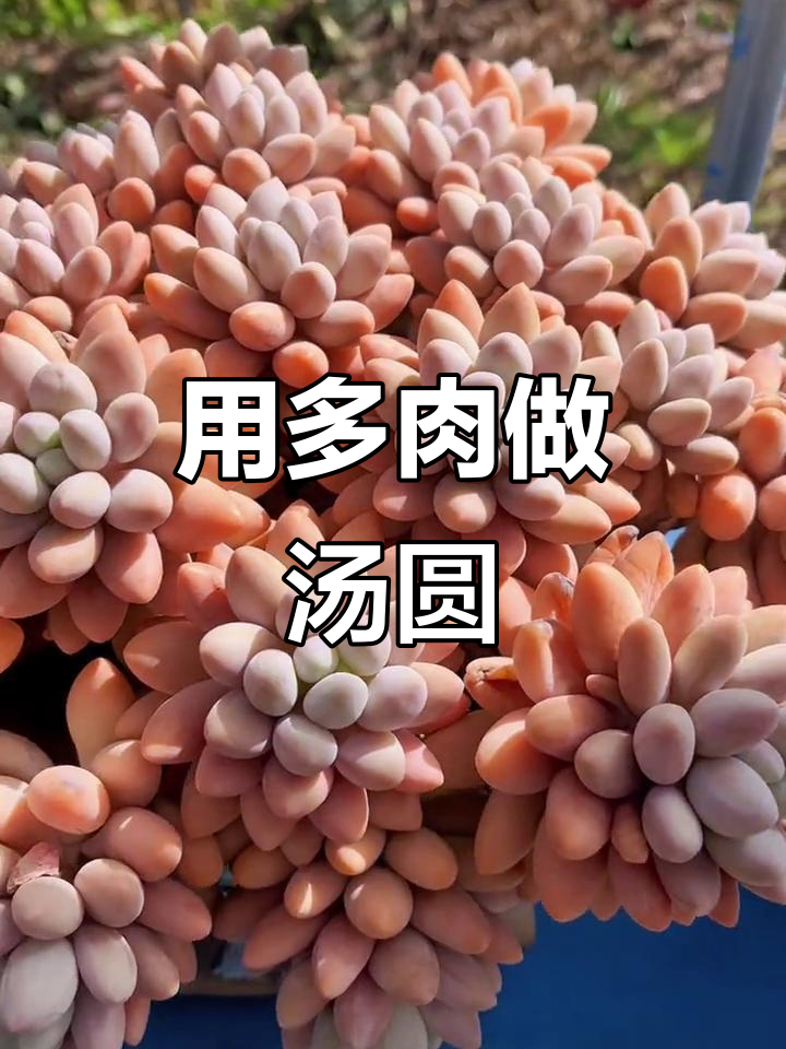 多肉植物也能做汤圆,晒出你的创意!