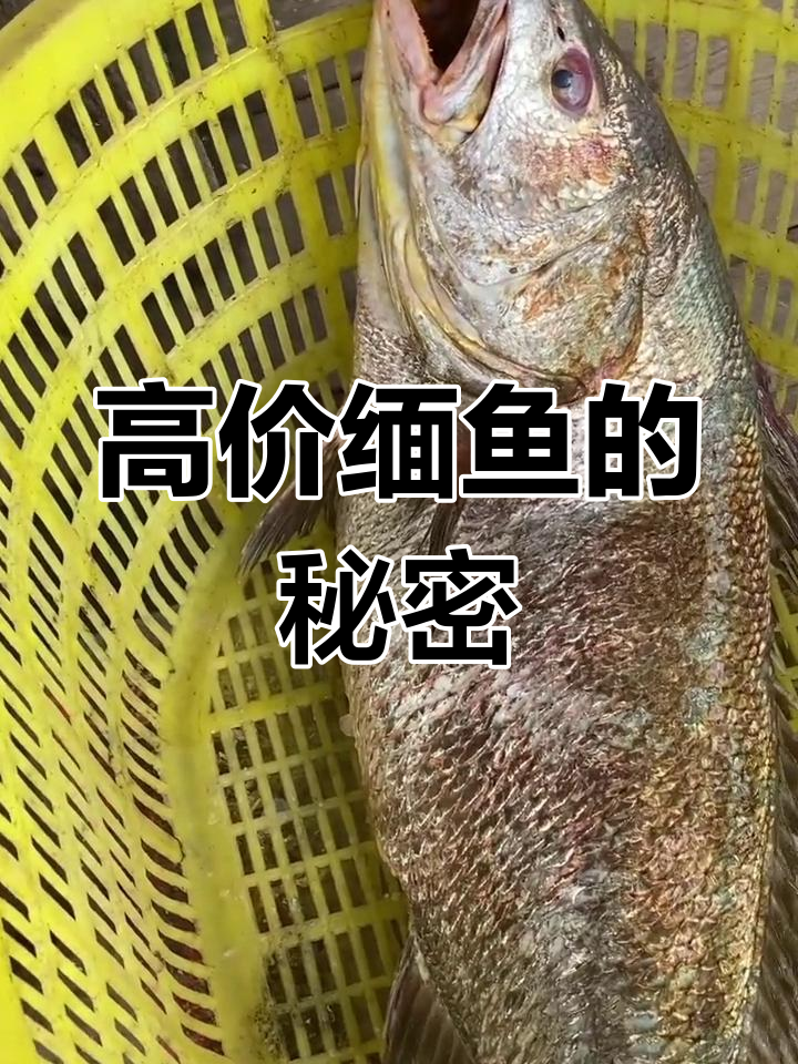 鮸鱼:肉质粗糙但价值高