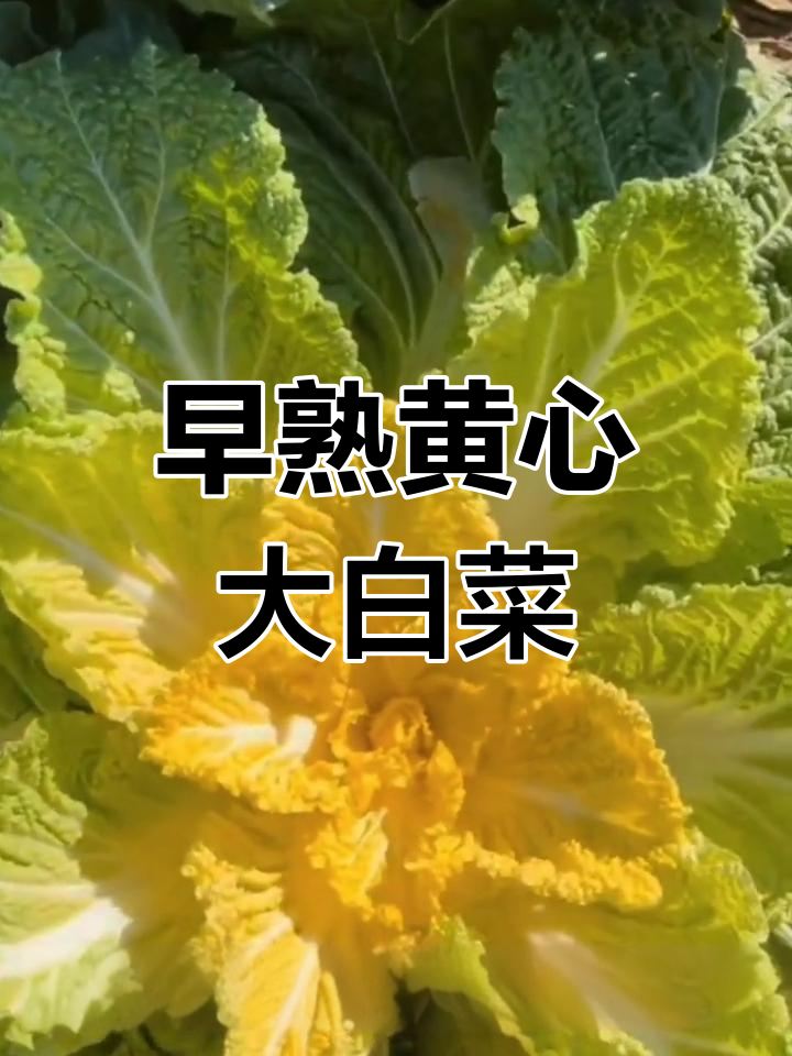春秋两季都能种,满黄心大白菜推荐