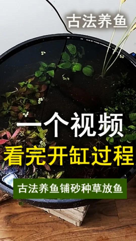 古法养鱼鱼缸开缸,一个视频看完全过程