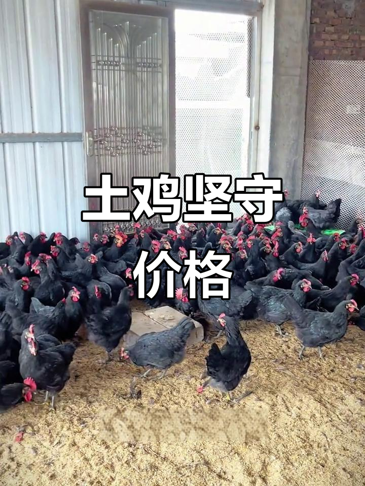三黄鸡价格飞涨,土鸡依旧坚持原价,品质赢得口碑