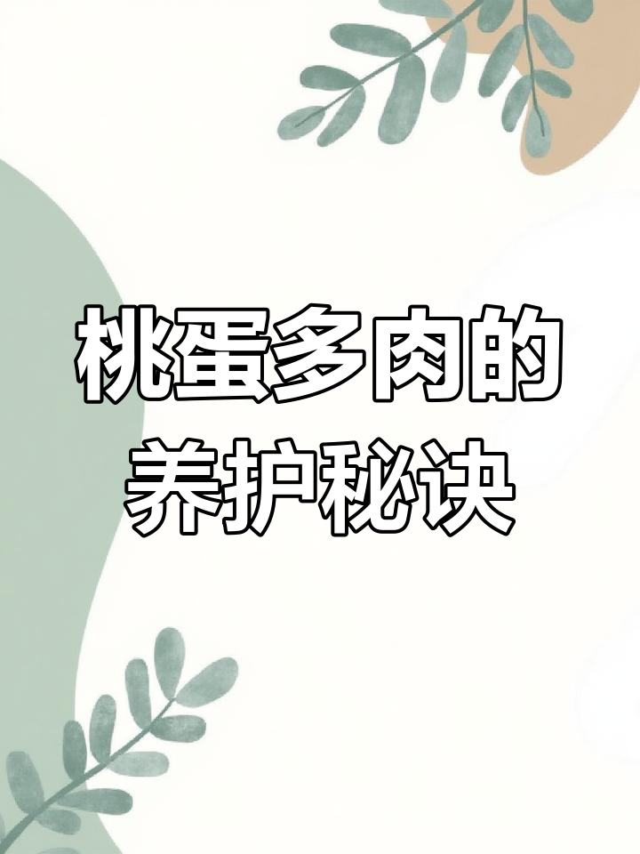 了解桃蛋多肉植物:养护技巧与注意事项