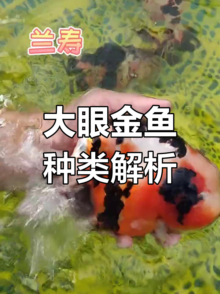 金鱼品种大揭秘:不同类型的特点