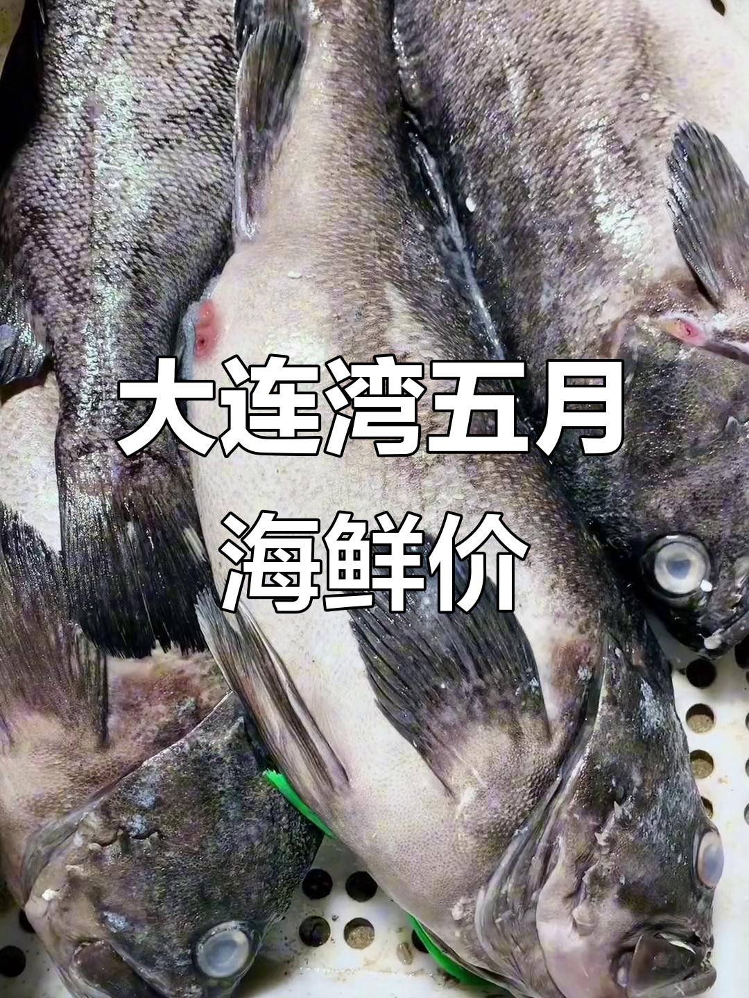 5月大连湾海鲜市场行情揭秘,鱼类价格一览