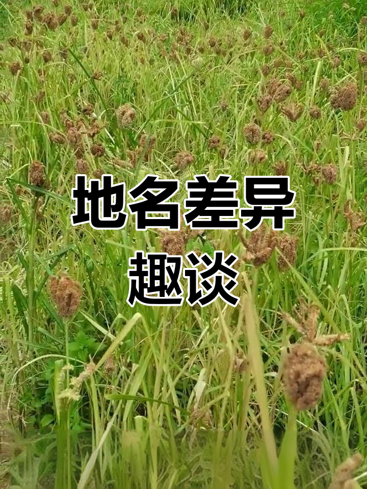 广西称粟米,各地叫法各异,你那里怎么称呼呢?