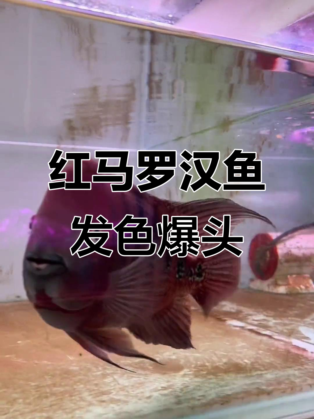 从被嫌弃到惊艳，红马罗汉鱼的逆袭之路