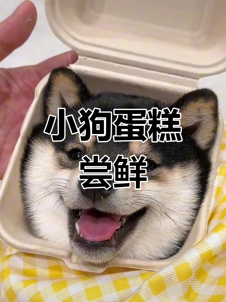 柴犬蛋糕来啦!小狗的萌宠日常,超可爱
