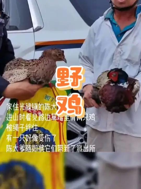 路遇野鸡不嘴馋…… 近日,家住姚安县光禄镇的陈大爹抱着两只鸡走进光禄派出所,经查看,两只“