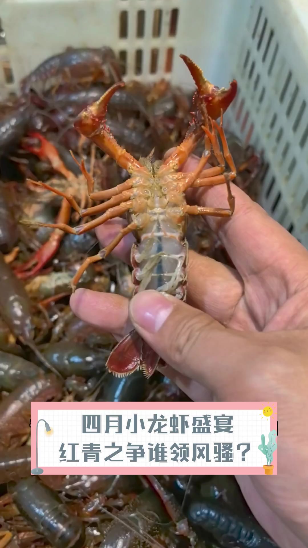 四月小龙虾盛宴,红青之争谁领风骚?