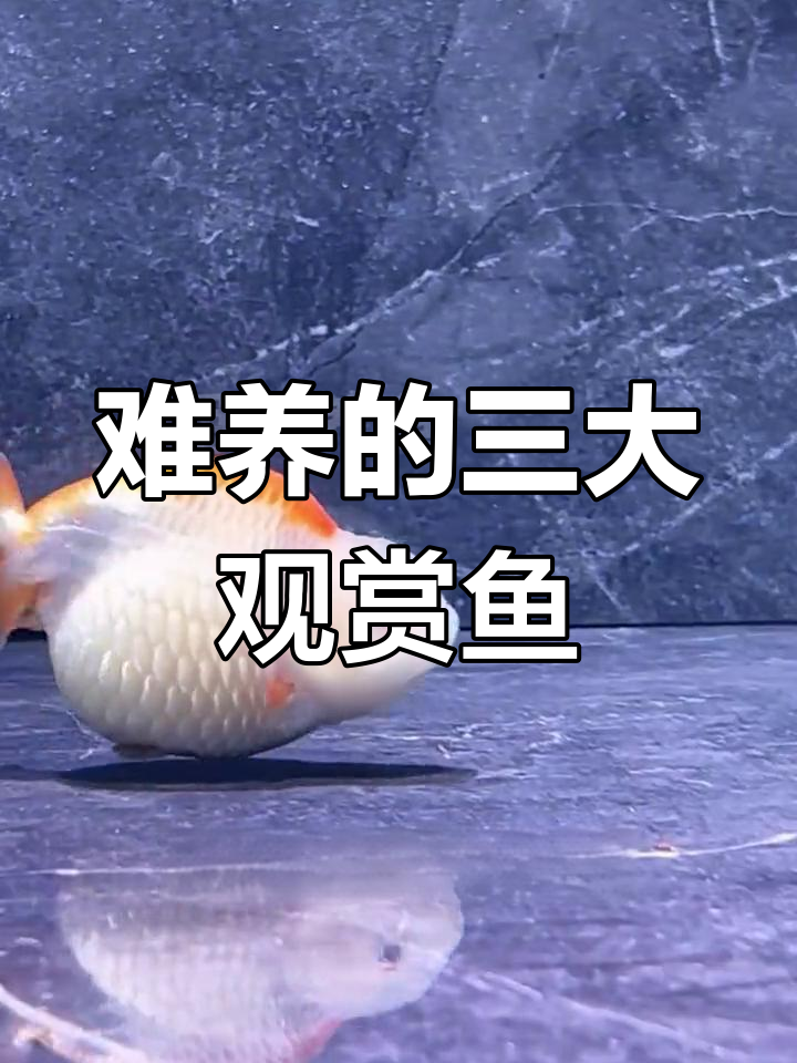 被鱼友养了又嫌弃的三种观赏鱼