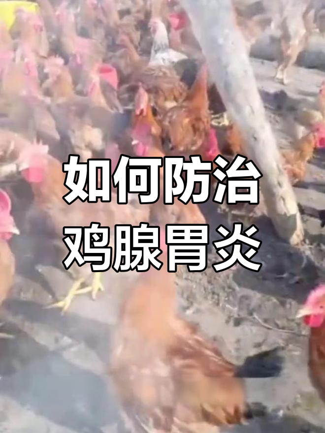 鸡腺胃炎的预防与治疗