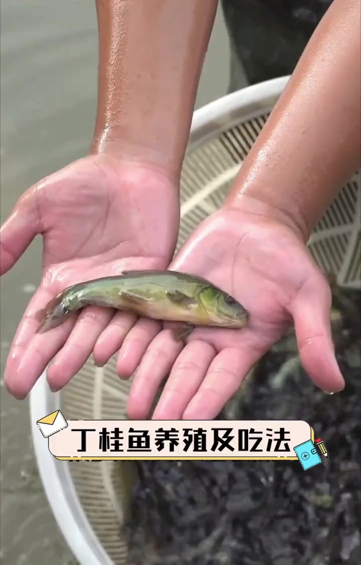 丁桂鱼养殖及吃法