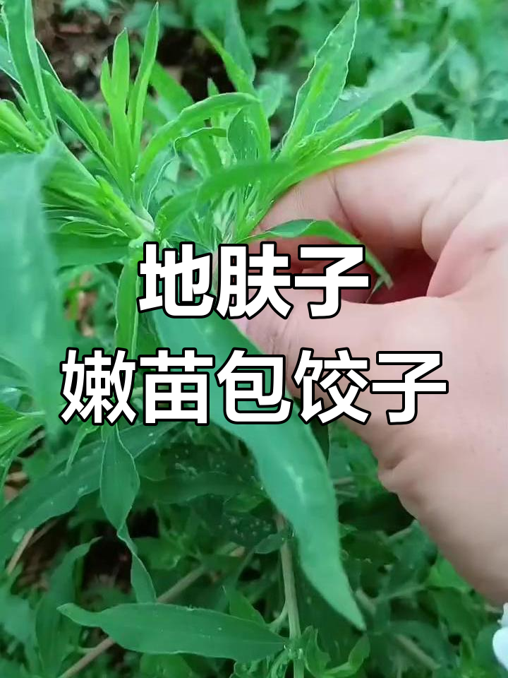 扫帚菜:嫩苗可食,老后成扫把,种子入药有奇效