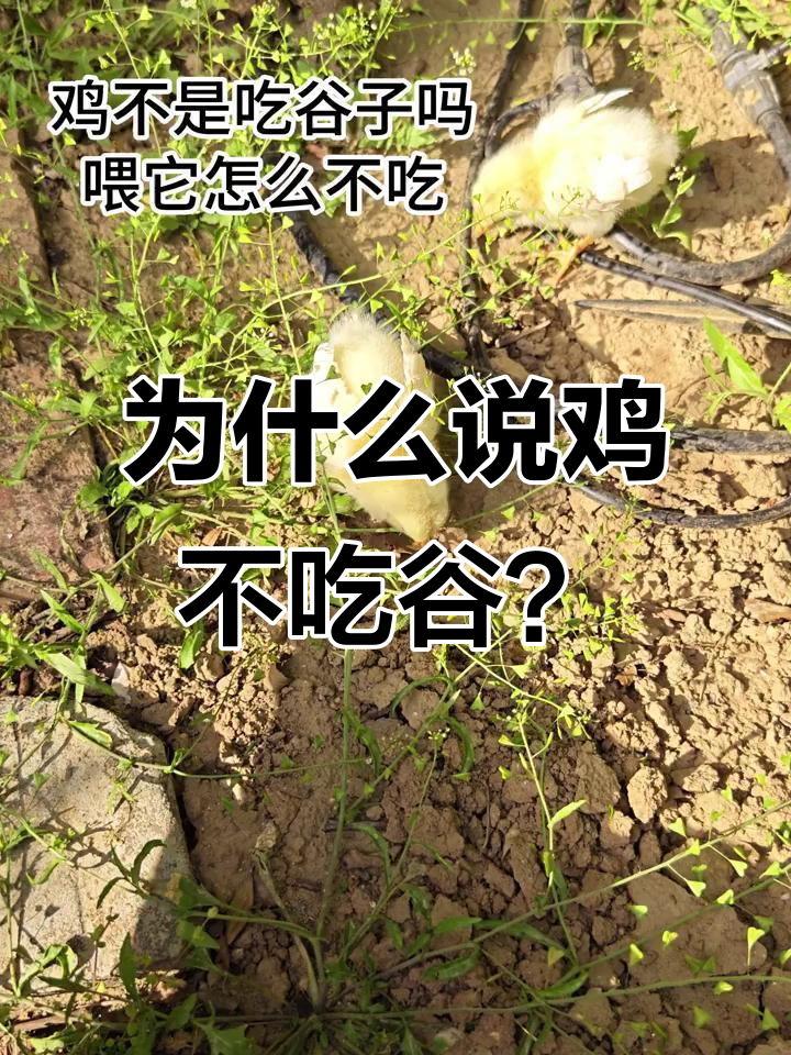 鸡不是吃谷子吗?这到底是怎么回事!
