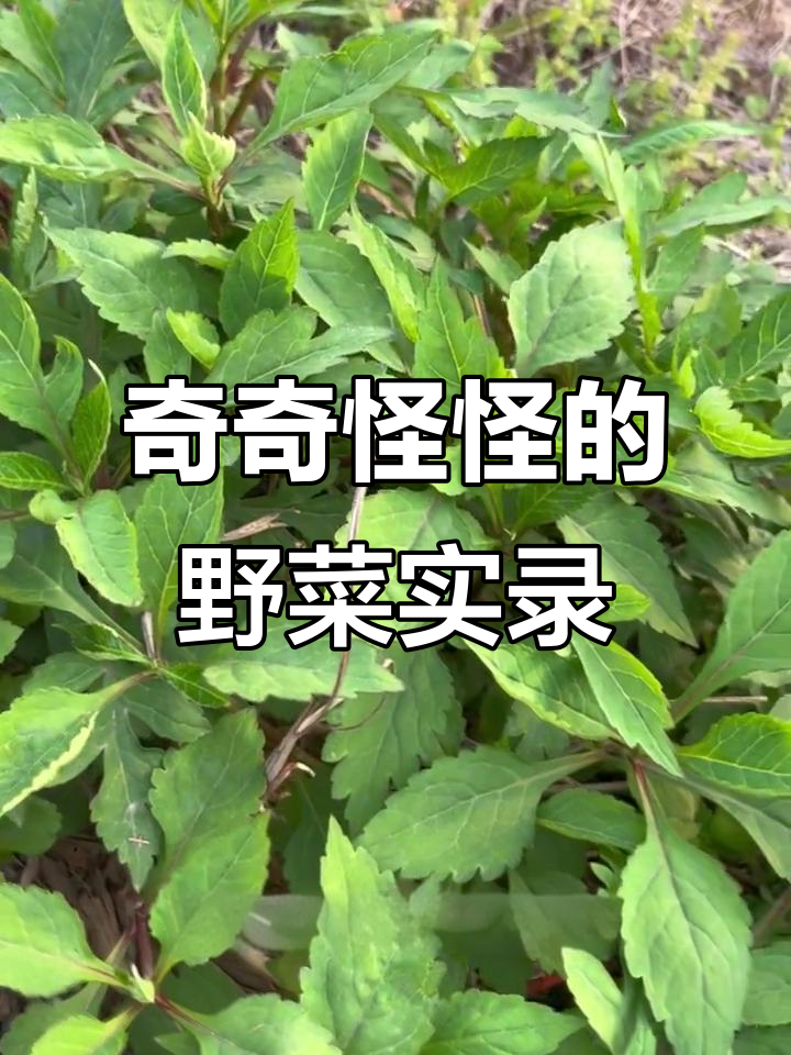 8种奇特野菜,味道和功效大揭秘!