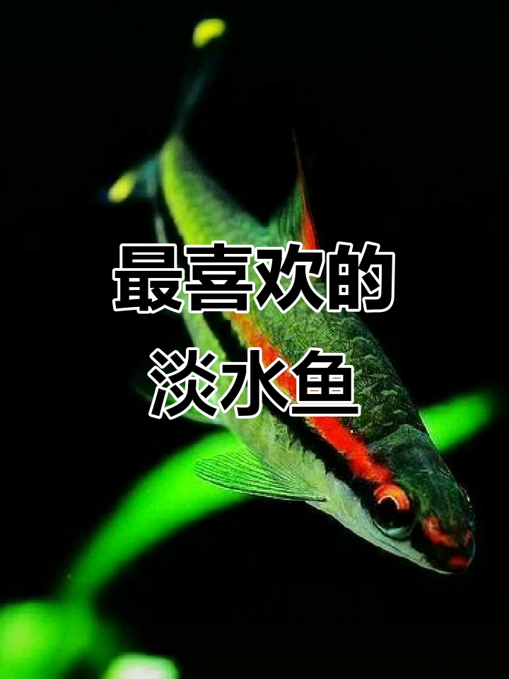 淡水鱼大揭秘：你最喜欢的是哪一种？