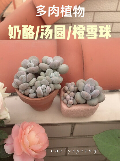 奶酪 橙雪球 汤圆区别-多肉植物分享
