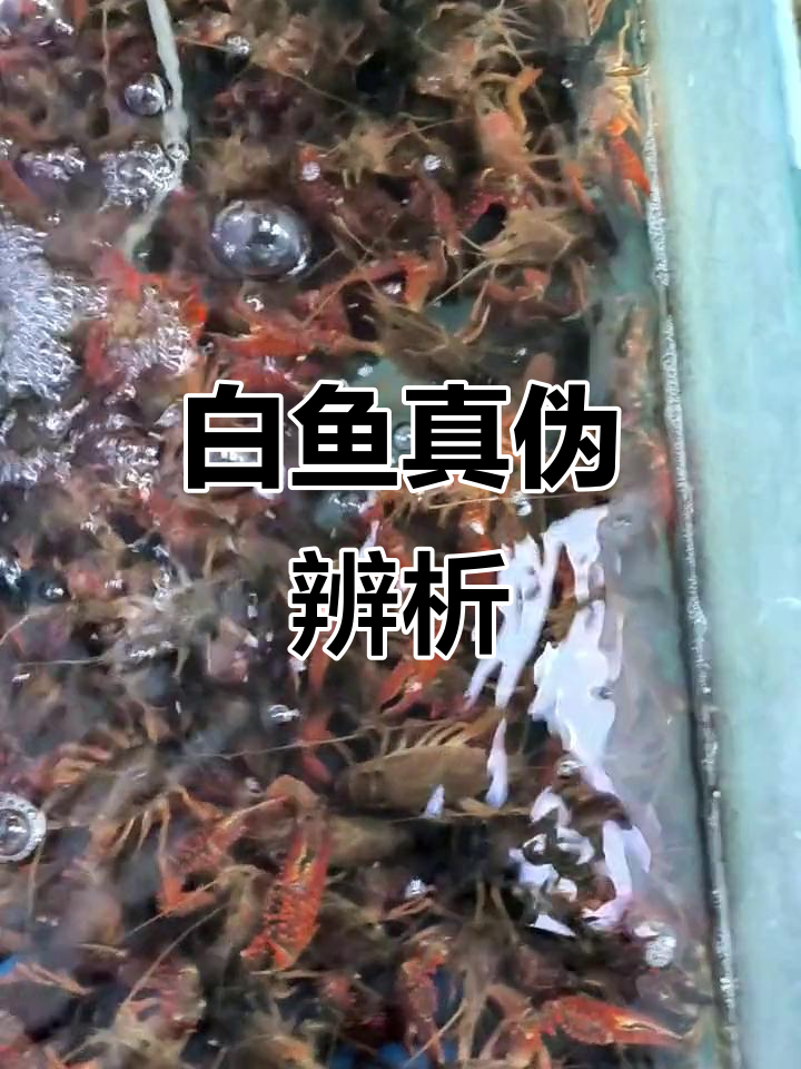 30元一斤的白鱼,野生还是养殖?怎么辨别真假呢?