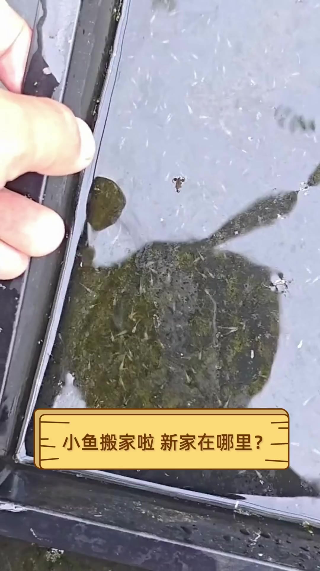 小鱼搬家啦,新家在哪里?