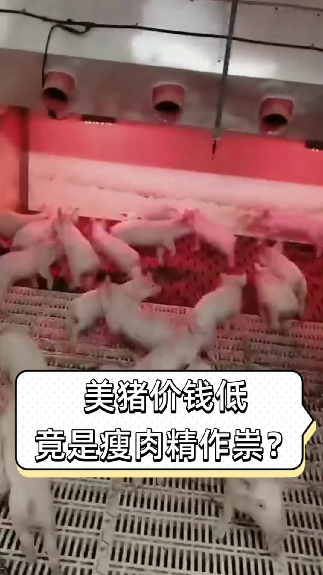 美猪价钱低,竟是瘦肉精作祟?