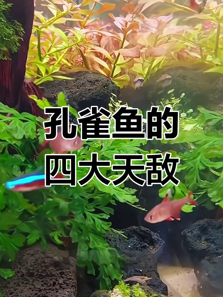 孔雀鱼最怕的四大流氓鱼,看看你家有没有这些“危险邻居”