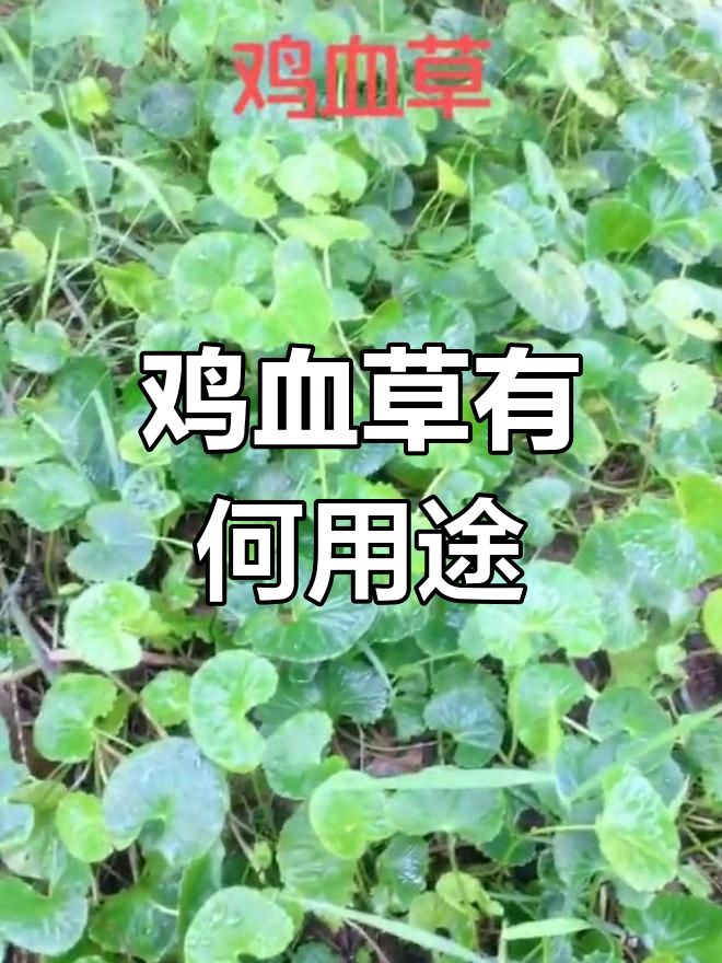 鸡血草的神奇作用,评论区揭秘