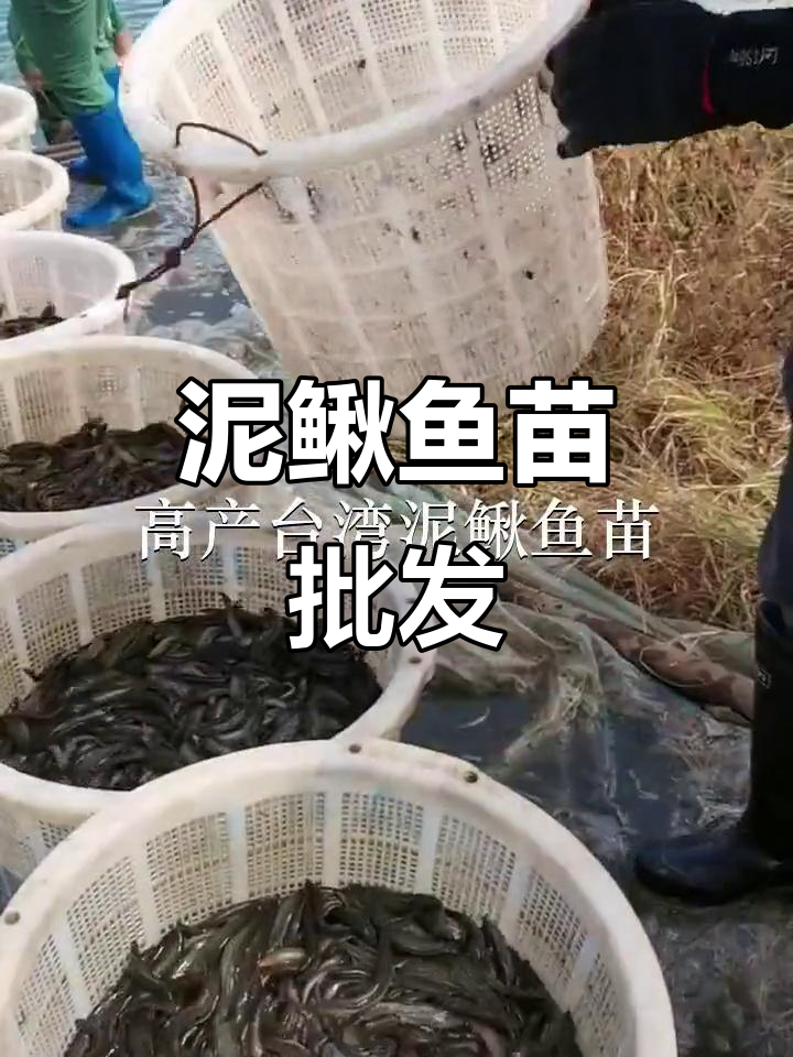 台湾泥鳅鱼苗批发，深圳广州均有供应