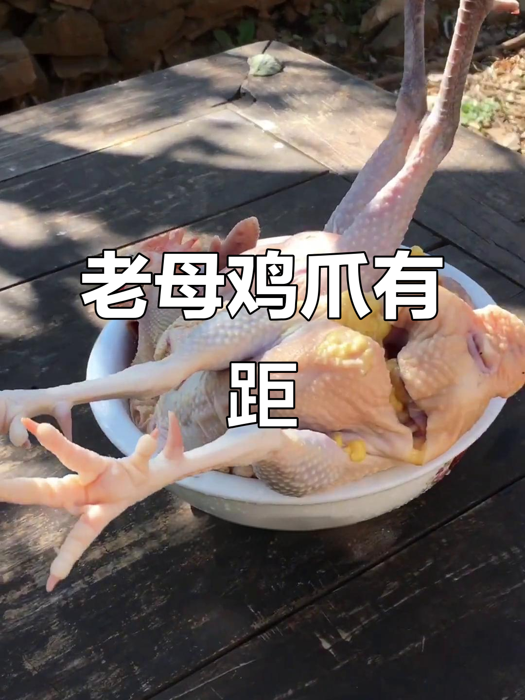 三年散养老母鸡,爪子也长距了!这个季节煲汤最合适