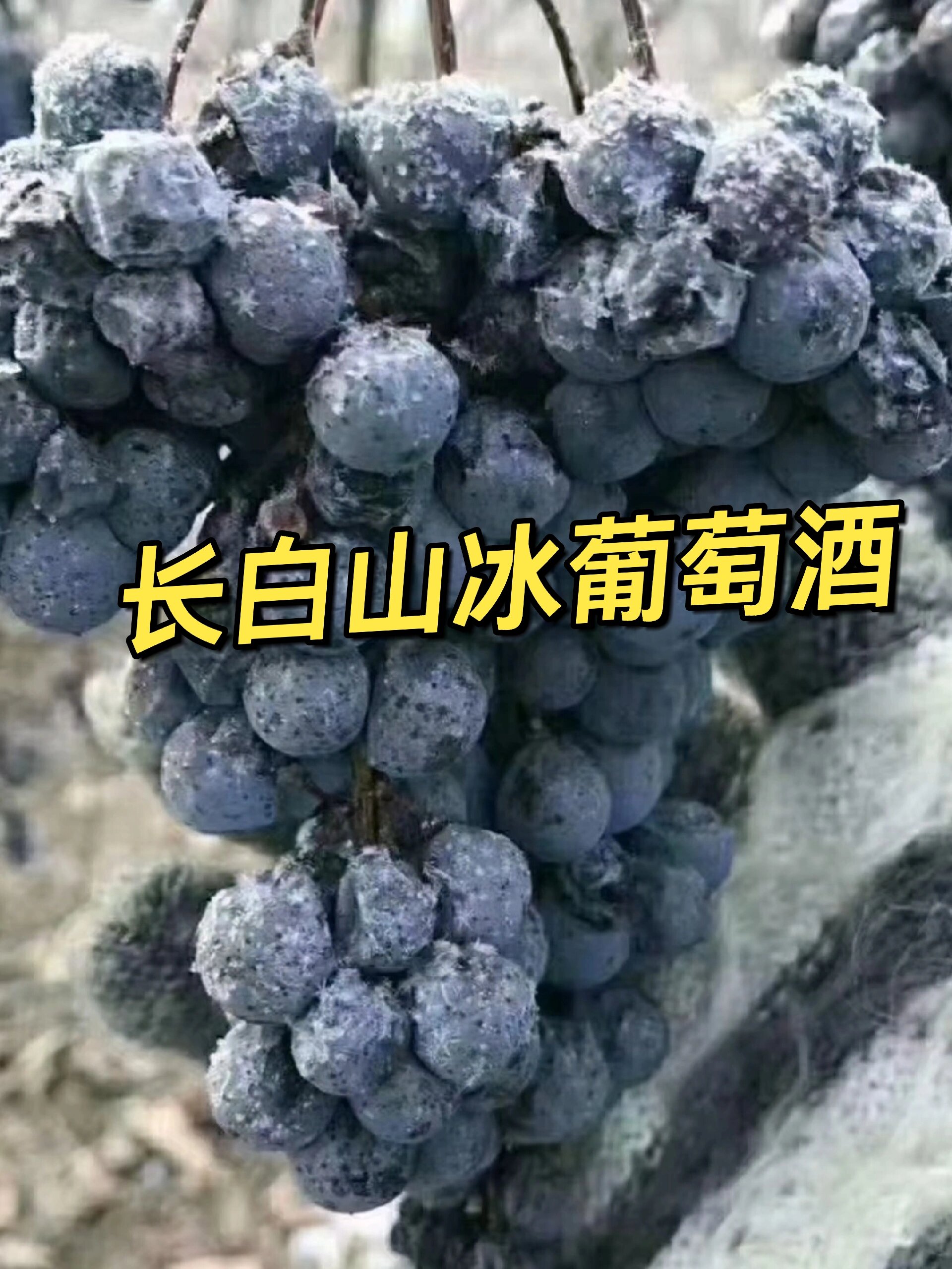 长白山冰葡萄酒