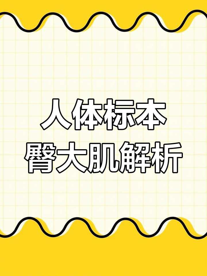 人体臀部肌肉与神经结构揭秘,了解大腿运动原理