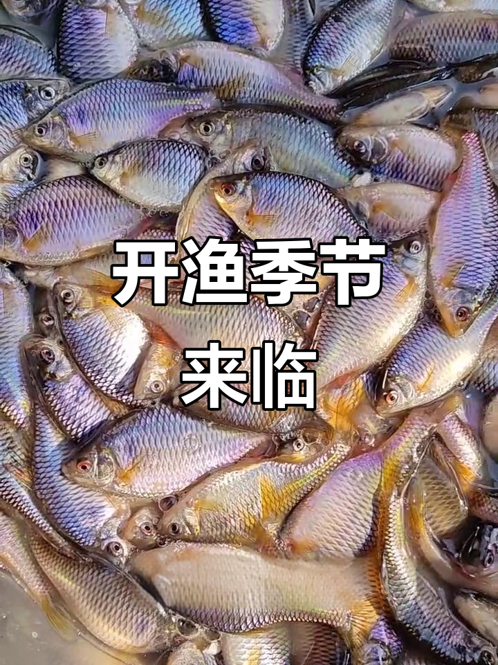 松花江开鱼季,葫芦籽蹦跳,新鲜美味不可错过!