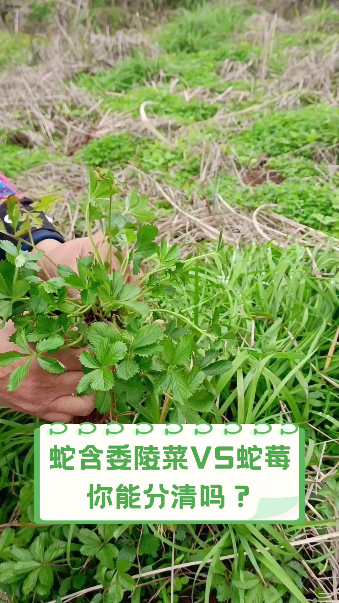 蛇含委陵菜VS蛇莓,你能分清吗?