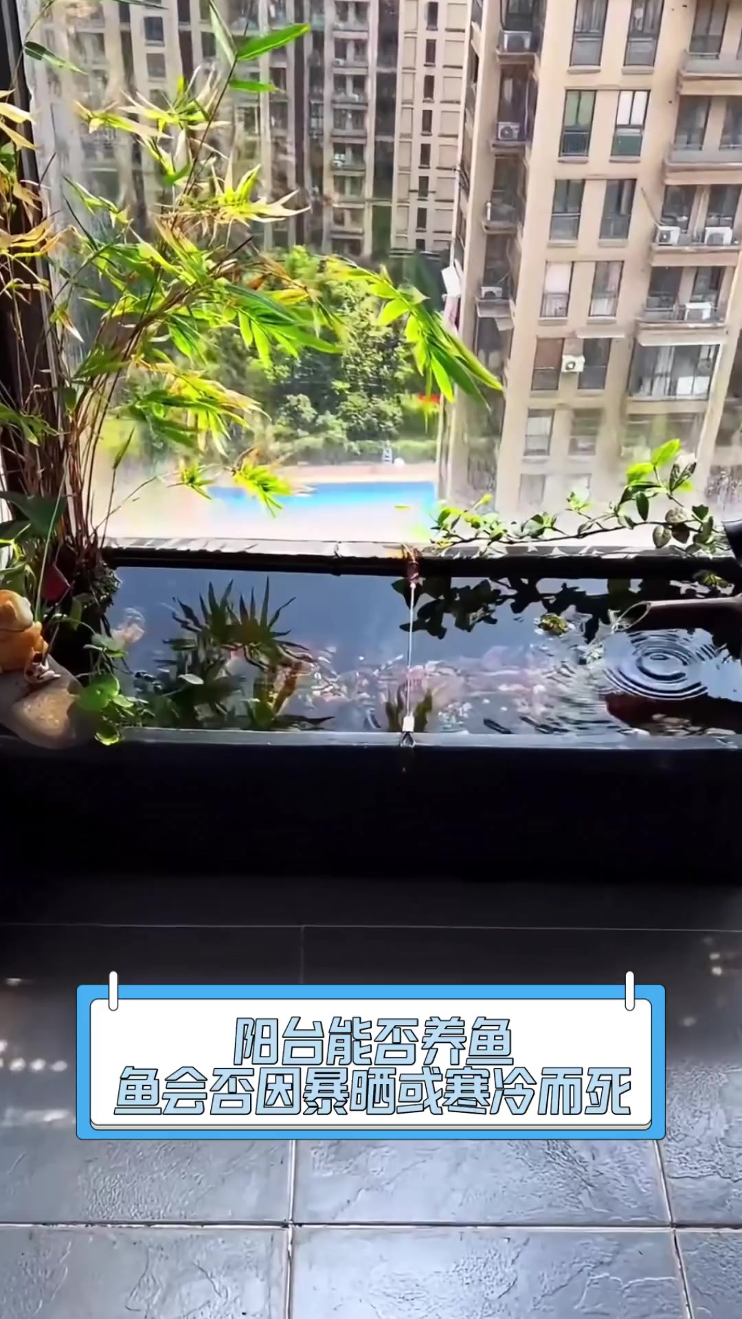 阳台能否养鱼,鱼会否因暴晒或寒冷而死