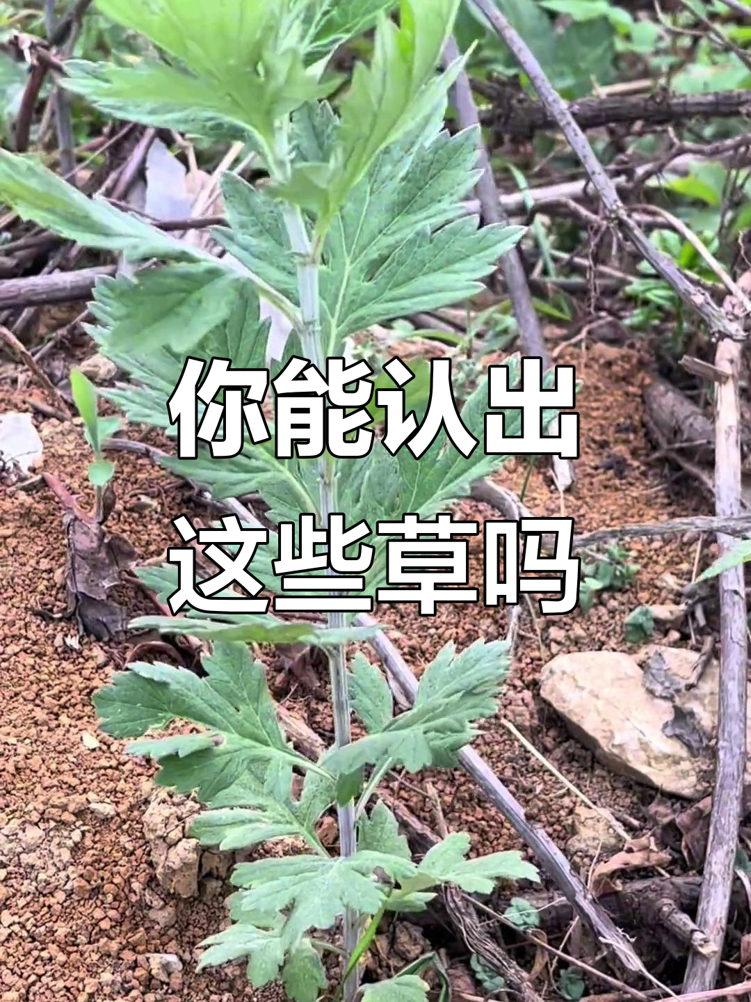 10种常见农村草药,你能分清吗?