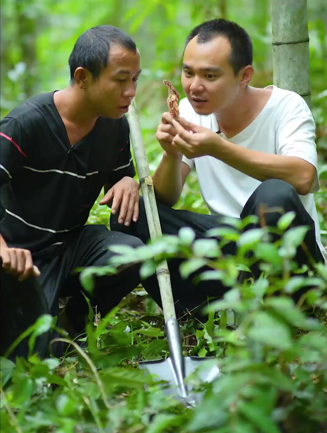 金蝉花,又是虫类又是植物,拿来炖老鸭真是一流,你们见过吗?