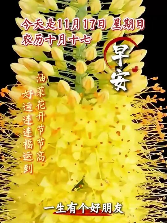 今天是11月17日,星期日,农历十月十七。早安,我的朋友。油菜花开节节高,好运连连福运到。
