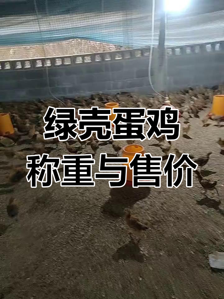 绿壳蛋鸡价格大揭秘,斤数个个小巧可爱