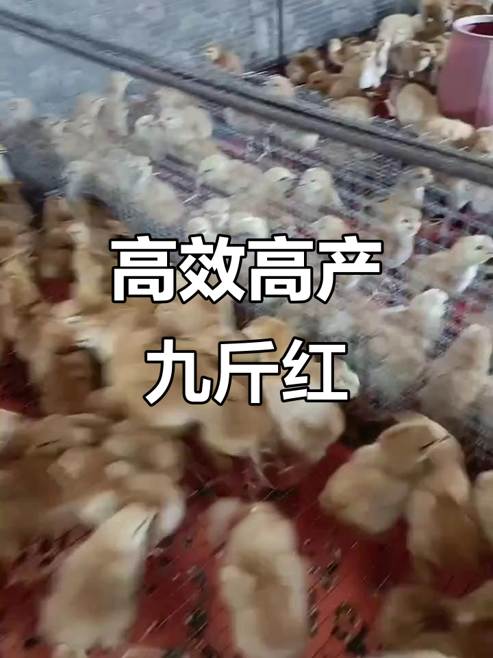 高产九斤红蛋母鸡,散养更佳选择