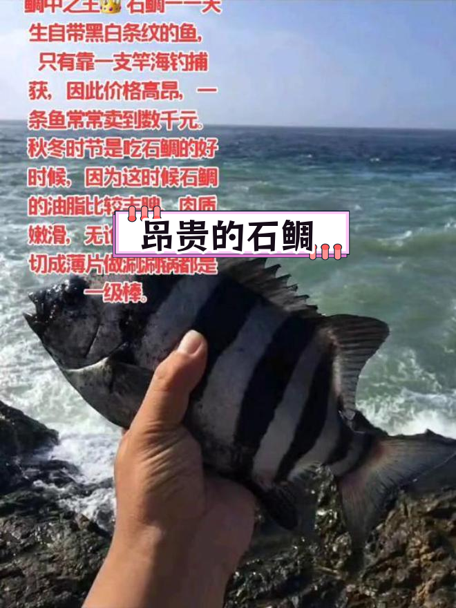 石鲷:海钓珍品,黑白条纹的鱼中王者