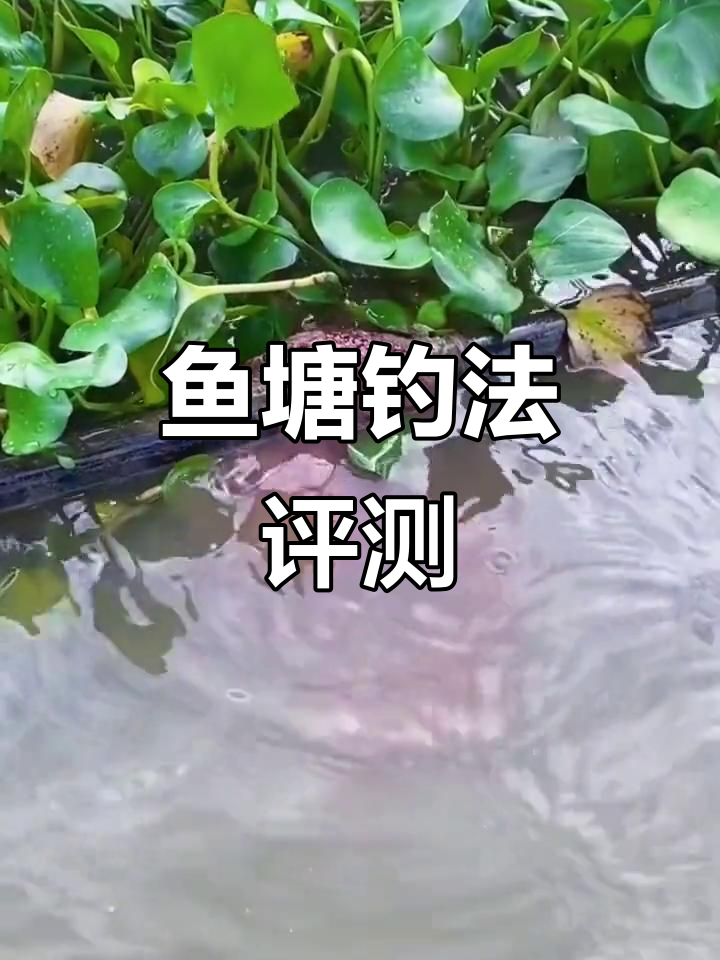 鱼塘诱捕测试:钓鱼小技巧大揭秘