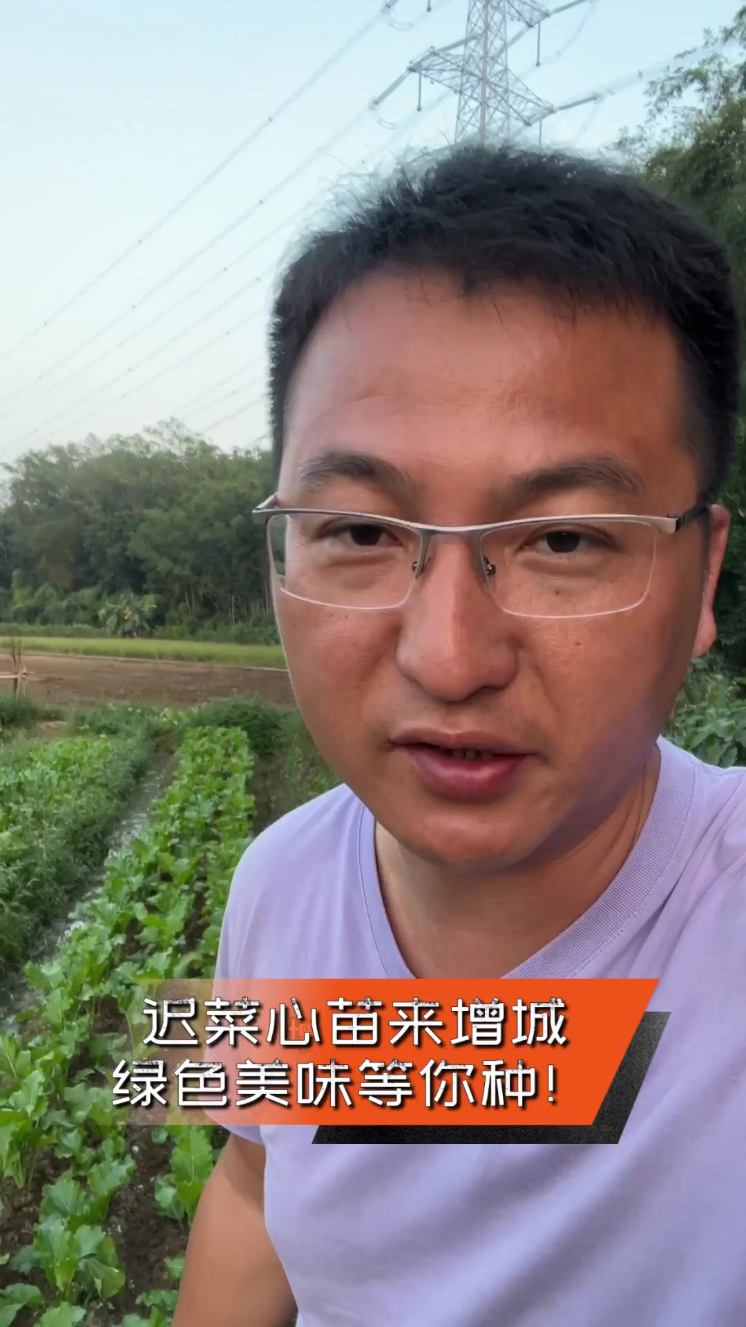 迟菜心苗来增城,绿色美味等你种!